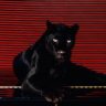 Dark Nation